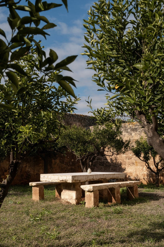 Centuries-old Olive Trees Defining Apulia’s Timeless Landscape