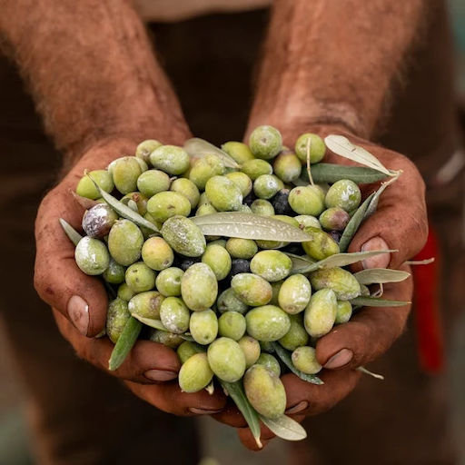 Buy Premium Olive Oil Online for a Richer and Fresher Taste