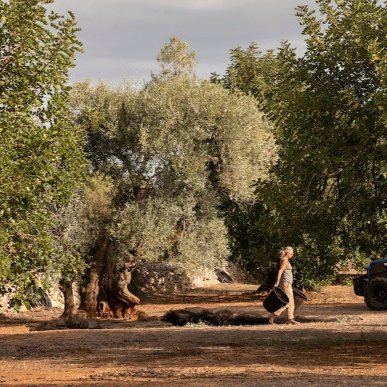 Olive Oil Gold Winners: Why Early Harvest Extra Virgin Stands Out