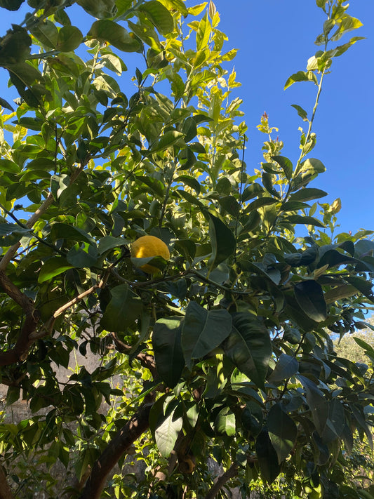 How Do Centuries-Old Olive Trees Shape the Taste of Puglian EVOO?