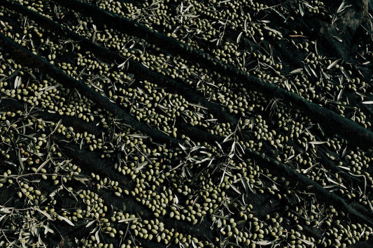 Quality (olive oil) – What is High Quality Explained for Connoisseurs