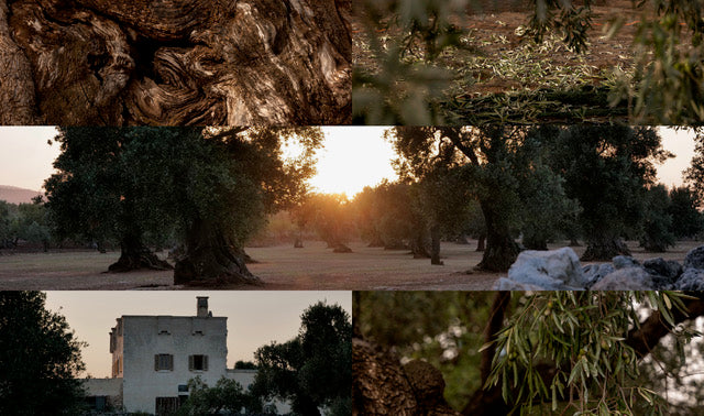 Buy Olive Oil 0.5 L Small Bottle Online: Benefits for Your Pantry