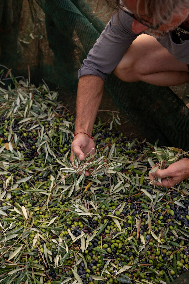 Healthy Olive Oil 0.5 L & 3 L Captures Italian Tradition Beautifully