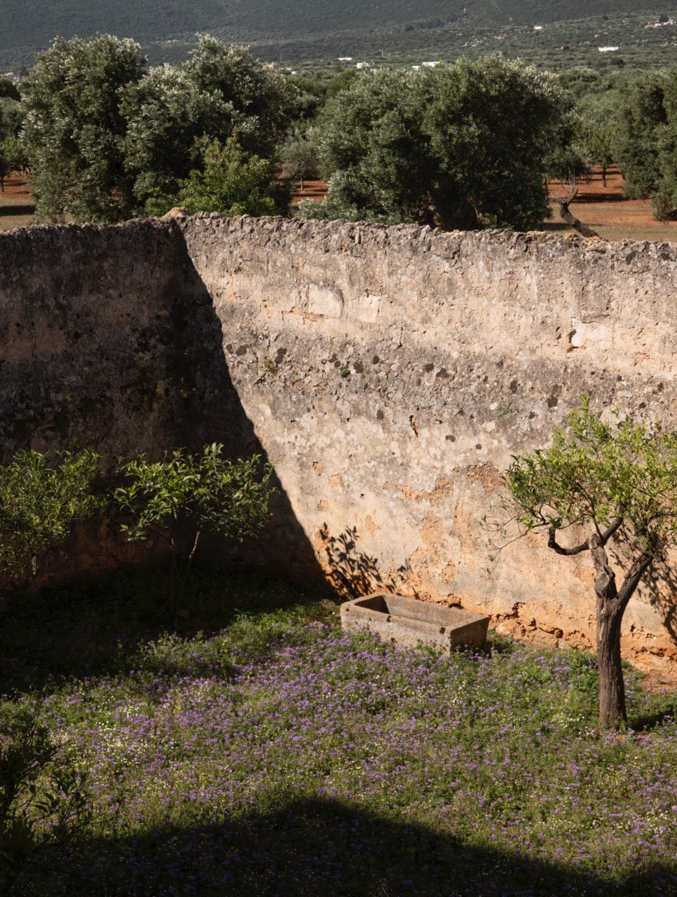 Agrumeto garden with blooming verbena and stone trough by the wall