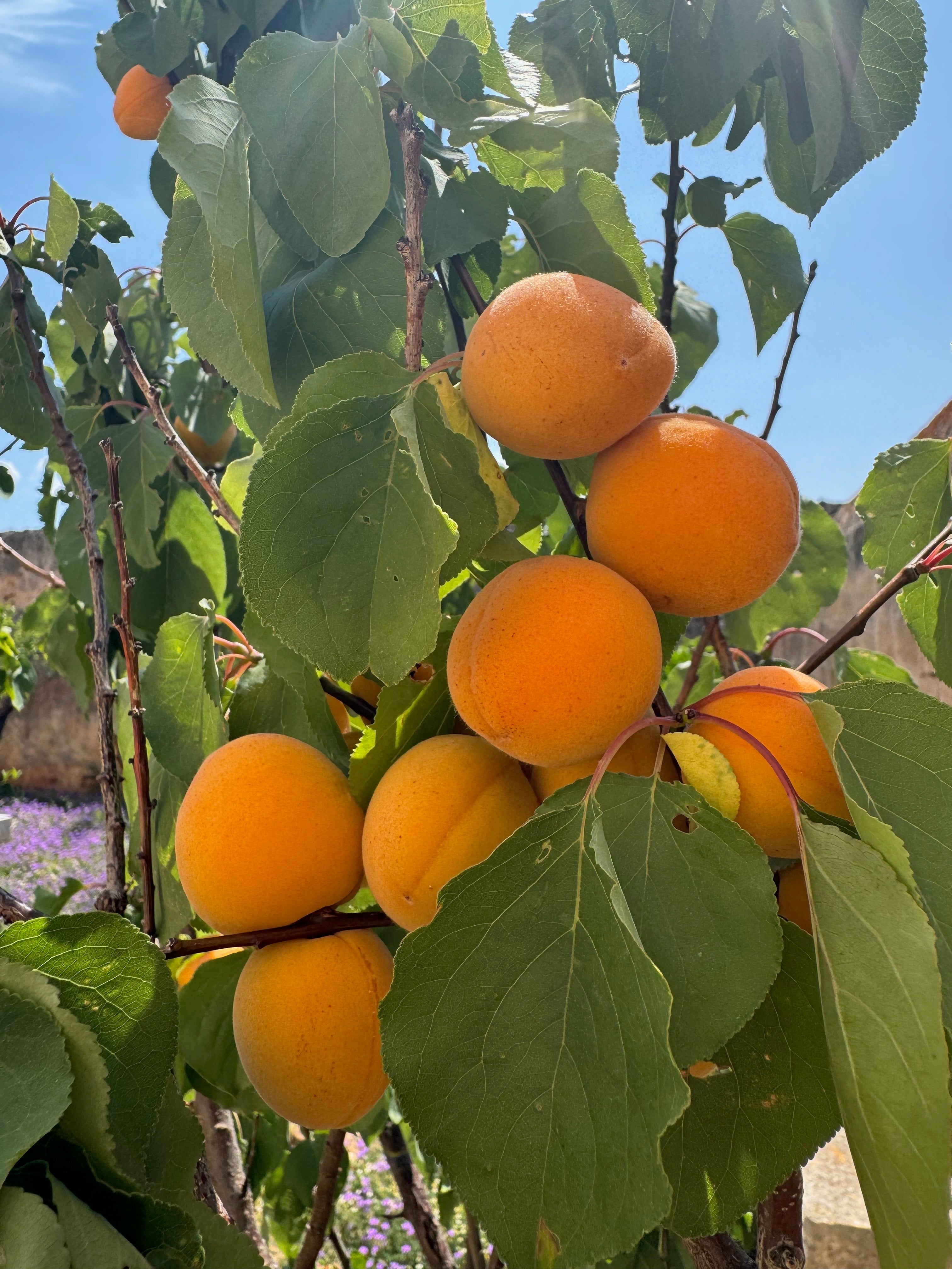 Ripe orange apricots clustered on leafy branches in sunlight