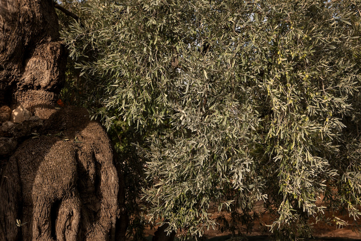 Gnarled olive tree trunk with unripe olives on hanging branches