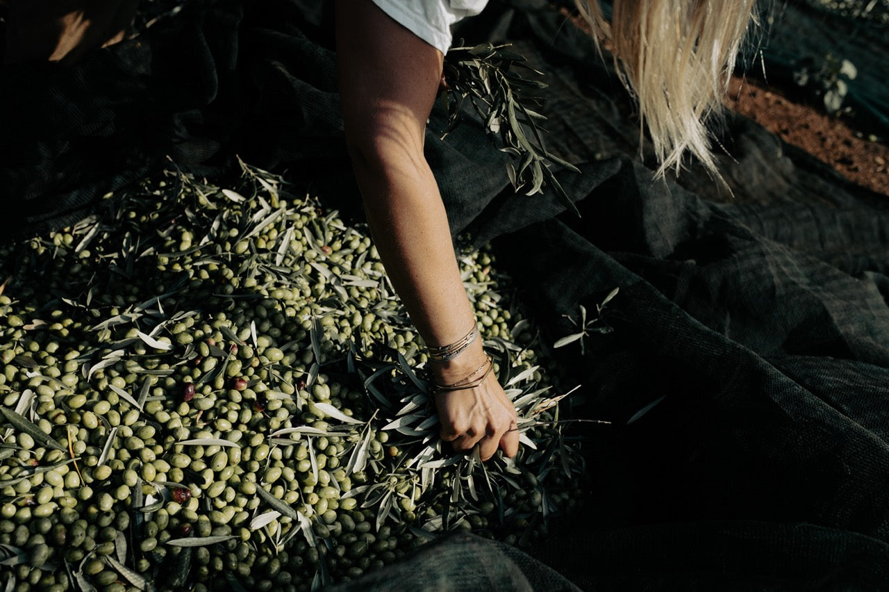 Hands gathering freshly harvested green olives on collection net