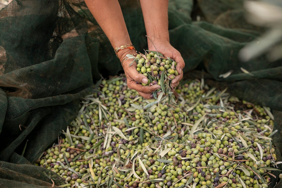 Hands scooping freshly harvested green olives from netting