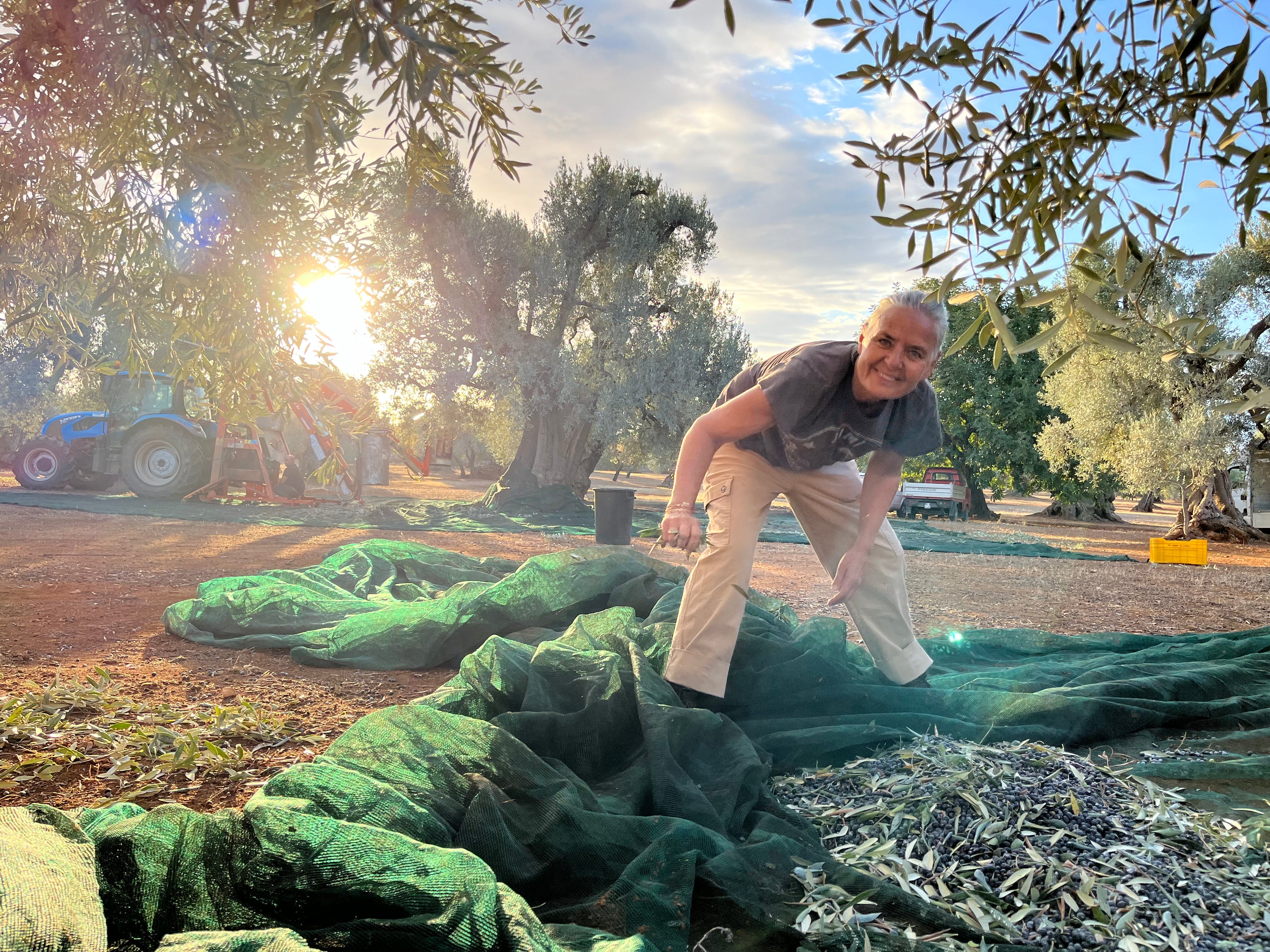 Farmer gathering harvested olives on green nets at sunrise