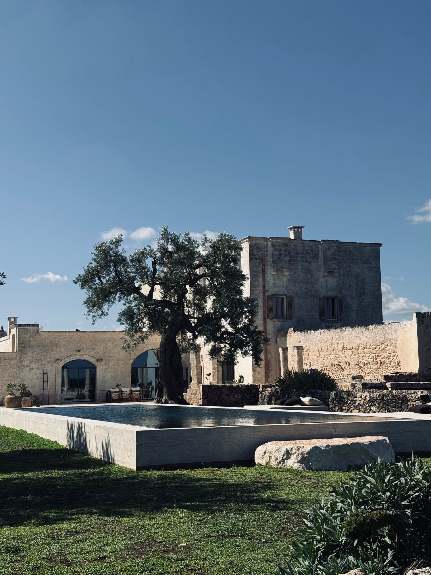 Infinity pool beside ancient olive tree and stone masseria