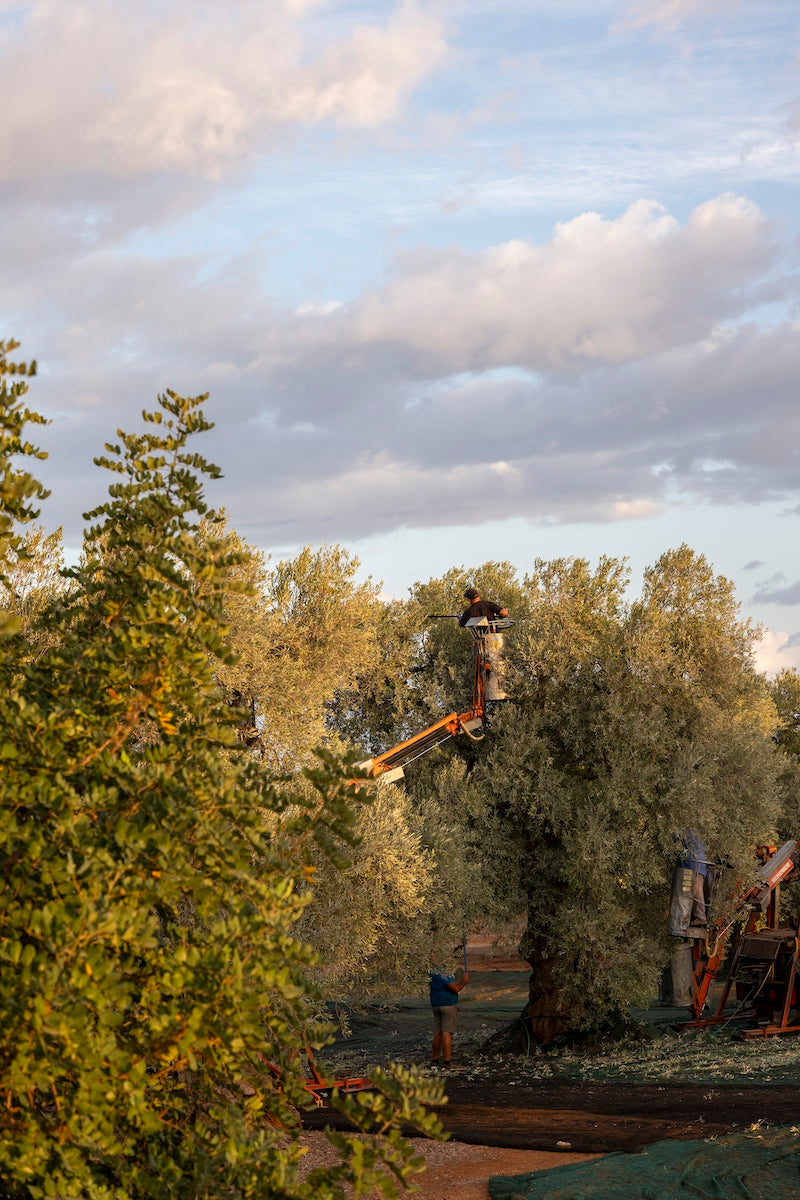 Early morning light over olive harvest in Puglia