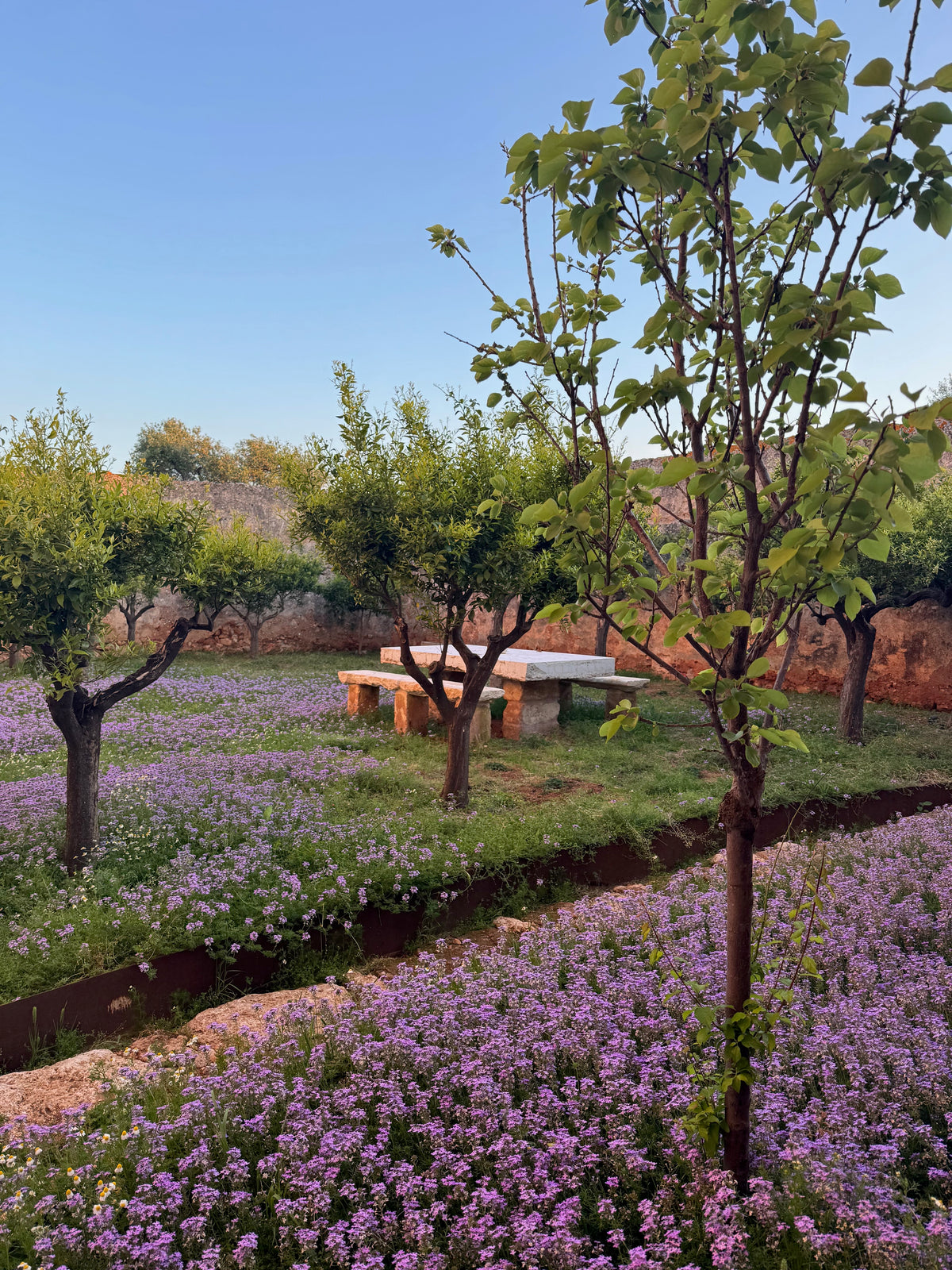 Stone picnic table in orchard surrounded by purple wildflowers