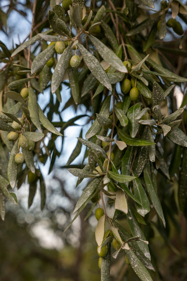 Young green olives hanging on branches with silvery leaves