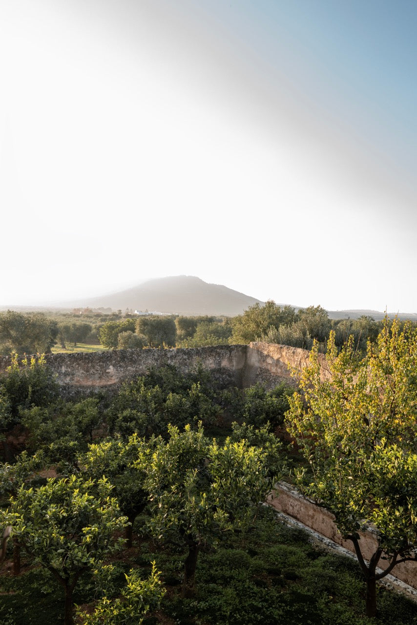 Puglia countryside view with citrus grove, stone wall, and hilltop